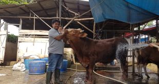 Pedagang sapi kurban di Tegal Binangun, Palembang yang membersihkan ternaknya, Kamis (22/6/2023). Foto : Sumselheadline/Pitria.