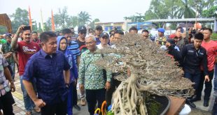 Gubernur Sumsel Herman Deru melihat salah satu pohon bonsai di kontes bonsai di Martapura, OKU Timur, Minggu (25/6/2023). Foto : Humas Pemprov Sumsel.