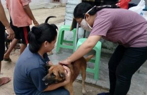 Ilustrasi vaksin anjing guna mencegah penularan rabies. Foto : Dok Sumselheadline/IST