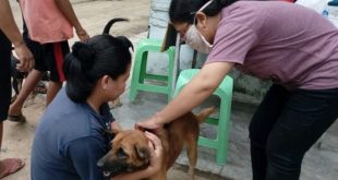 Ilustrasi vaksin anjing guna mencegah penularan rabies. Foto : Dok Sumselheadline/IST