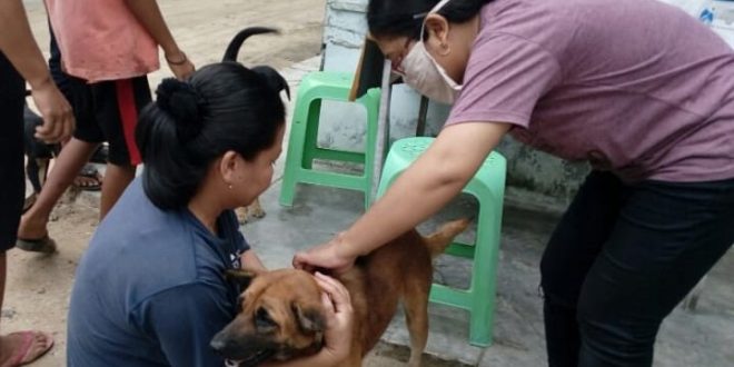 Ilustrasi vaksin anjing guna mencegah penularan rabies. Foto : Dok Sumselheadline/IST