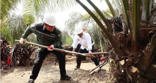 Gubernur Sumsel Herman Deru mendampingi Menteri Pertanian Syahrul Yasin Limpo panen sawit di Kabupaten OKI, Senin (17/7/2023). Foto : Humas Pemprov Sumsel