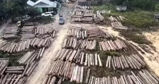 700 log kayu asal Muba disita Polda Sumsel, Kamis (7/9/2023). Foto : Dok Polda Sumsel.