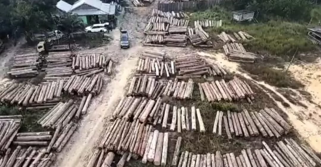 700 log kayu asal Muba disita Polda Sumsel, Kamis (7/9/2023). Foto : Dok Polda Sumsel.
