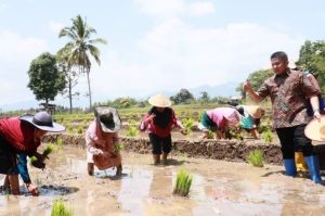 Usai persemian proyek irigasi, Gubernur Sumsel Herman Deru ikut mencoba bertanam padi sawah di Desa Tanjung Baru Kecamatan Tanjung Tebat Kabupaten Lahat, Minggu (10/9/2023). Foto : Humas Pemprov Sumsel.