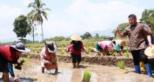 Usai persemian proyek irigasi, Gubernur Sumsel Herman Deru ikut mencoba bertanam padi sawah di Desa Tanjung Baru Kecamatan Tanjung Tebat Kabupaten Lahat, Minggu (10/9/2023). Foto : Humas Pemprov Sumsel.