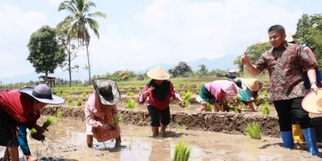 Usai persemian proyek irigasi, Gubernur Sumsel Herman Deru ikut mencoba bertanam padi sawah di Desa Tanjung Baru Kecamatan Tanjung Tebat Kabupaten Lahat, Minggu (10/9/2023). Foto : Humas Pemprov Sumsel.
