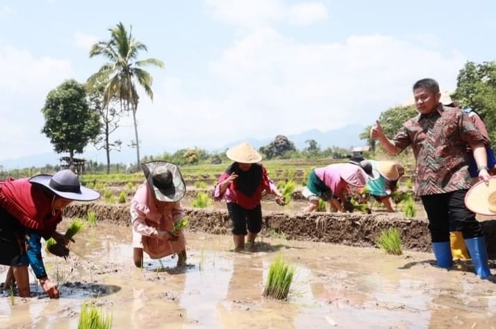 Usai persemian proyek irigasi, Gubernur Sumsel Herman Deru ikut mencoba bertanam padi sawah di Desa Tanjung Baru Kecamatan Tanjung Tebat Kabupaten Lahat, Minggu (10/9/2023). Foto : Humas Pemprov Sumsel.