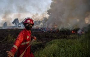 Seorang petugas dari BPBD yang berjibaku padamkan api di lahan yang terbakar. Foto : Dok BPBD Sumsel.