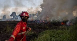 Seorang petugas dari BPBD yang berjibaku padamkan api di lahan yang terbakar. Foto : Dok BPBD Sumsel.