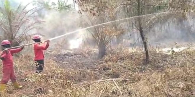 Petugas memadamkan kebakaran lahan dan perkebunan. Foto : Dok Penyidik Polda Sumsel.