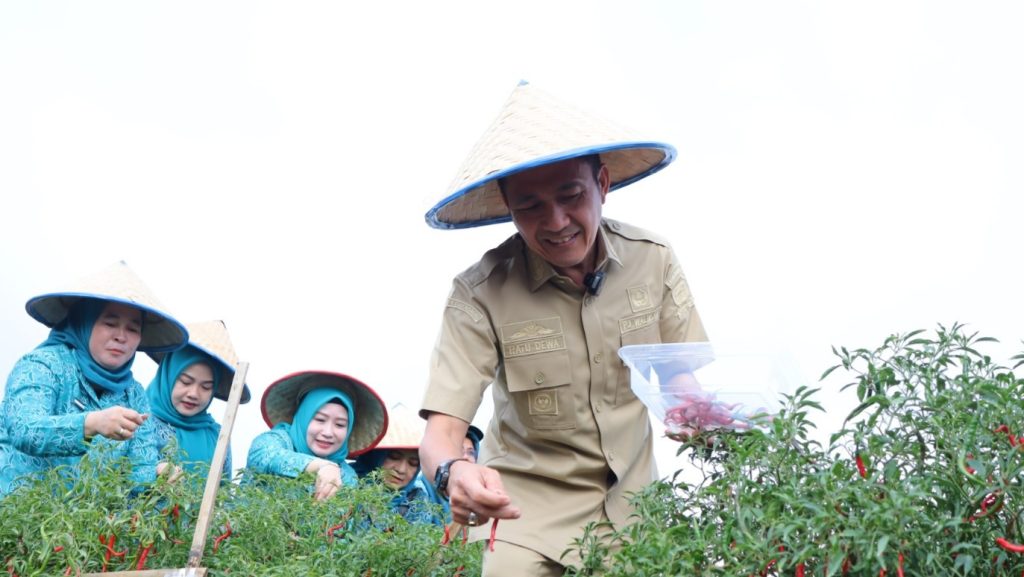 Pj Walikota Palembang, Ratu Dewa panen cabai, Rabu (27/12/2023). Foto: Sumselheadline/Pitria.