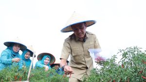 Pj Walikota Palembang, Ratu Dewa panen cabai, Rabu (27/12/2023). Foto: Sumselheadline/Pitria.