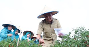 Pj Walikota Palembang, Ratu Dewa panen cabai, Rabu (27/12/2023). Foto: Sumselheadline/Pitria.