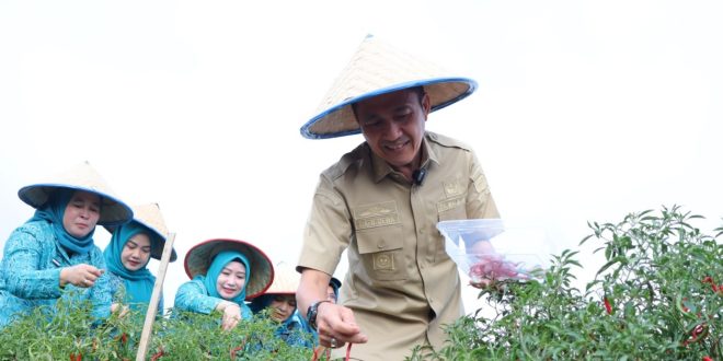 Pj Walikota Palembang, Ratu Dewa panen cabai, Rabu (27/12/2023). Foto: Sumselheadline/Pitria.