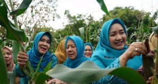 Pj Ketua TP PKK Sumsel, Tyas Agus Fatoni panen jagung di kawasan JSC Palembang, Selasa (9/1/2024). Foto: Humas Pemprov Sumsel.