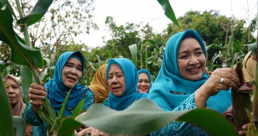 Pj Ketua TP PKK Sumsel, Tyas Agus Fatoni panen jagung di kawasan JSC Palembang, Selasa (9/1/2024). Foto: Humas Pemprov Sumsel.