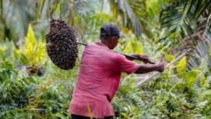 Petani yang membawa hasil panen sawit. Foto: ibuahsawit.com.