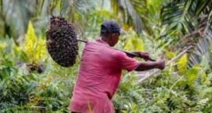 Petani yang membawa hasil panen sawit. Foto: ibuahsawit.com.