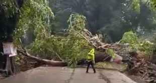 Pohon tumbang yang menutupi jalan di simpang BLK Palembang, Rabu (10/1/2024). Foto: screenshot medsos.