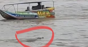 Buaya yang muncul di kawasan Jembatan Musi IV Palembang. Foto: screenshoot medsos.