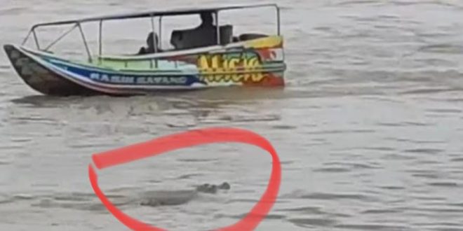 Buaya yang muncul di kawasan Jembatan Musi IV Palembang. Foto: screenshoot medsos.