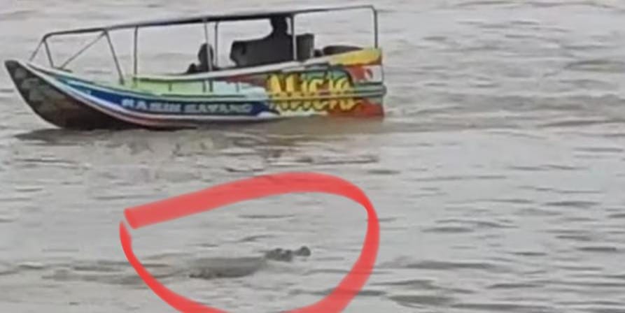 Buaya yang muncul di kawasan Jembatan Musi IV Palembang. Foto: screenshoot medsos.