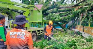 Petugas BPPD dan tim memotong pohon tumbang di Kota Sekayu, Jumat (9/2/2024> Foto: Dinkominfo Muba.