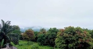 Dibalik pohon-pohon itu biasanya tampak gagah Bukit Sulap. Namun Kamis (11/4/2024) pagi tak tampak, karena tertutup oleh embun pagi. Foto: Sumselheadline/Rya.
