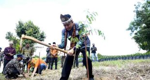 Penjabat Gubernur Sumsel, Agus Fatoni menanam pohon gaharu di Desa Langkan Kabupaten Banyuasin, Sumatera Selatan. Foto: Humas Pemprov Sumsel.