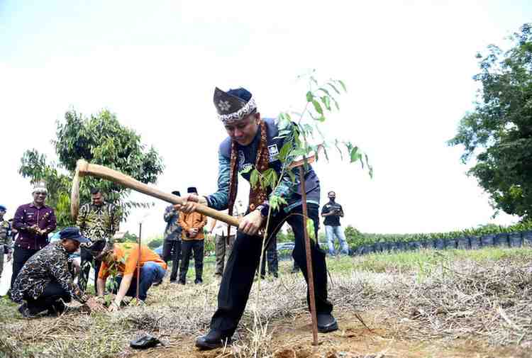 Penjabat Gubernur Sumsel, Agus Fatoni menanam pohon gaharu di Desa Langkan Kabupaten Banyuasin, Sumatera Selatan. Foto: Humas Pemprov Sumsel.