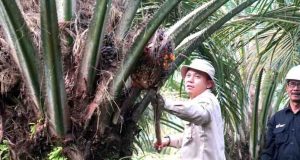 KUD Barokah Jaya di A4 Desa Tegal Mulyo, Kecamayan Keluang, Kabupaten Muba berhasil memanen ribuan ton buah sawit. Foto: Dok Dinas Perkebunan Muba.