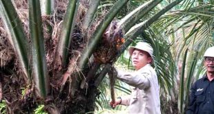KUD Barokah Jaya di A4 Desa Tegal Mulyo, Kecamayan Keluang, Kabupaten Muba berhasil memanen ribuan ton buah sawit. Foto: Dok Dinas Perkebunan Muba.