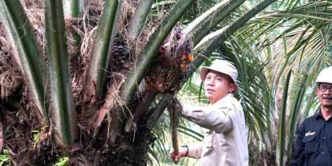 KUD Barokah Jaya di A4 Desa Tegal Mulyo, Kecamayan Keluang, Kabupaten Muba berhasil memanen ribuan ton buah sawit. Foto: Dok Dinas Perkebunan Muba.