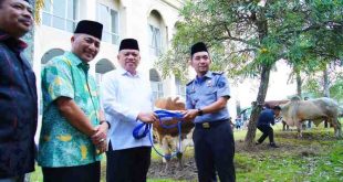 Pj Bupati Muba, Sani Fahlepi didampingi Sekda Apriyadi secara simbolis menyerahkan 32 sapi kurban di halaman Masjid Raya Baitul Makmur Sekayu, Minggu (16/6/2024). Foto: Kominfo Muba.