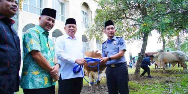 Pj Bupati Muba, Sani Fahlepi didampingi Sekda Apriyadi secara simbolis menyerahkan 32 sapi kurban di halaman Masjid Raya Baitul Makmur Sekayu, Minggu (16/6/2024). Foto: Kominfo Muba.