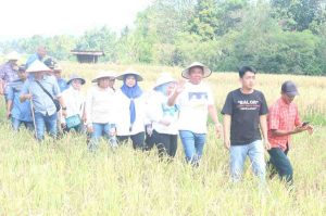 Bakal Calon Wakil Gubernur Sumsel Cik Ujang menghadiri panen Padi Raya di Kabupaten Lahat, Minggu (23/6/2024). Foto: Tim Cik Ujang