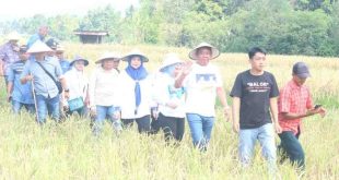 Bakal Calon Wakil Gubernur Sumsel Cik Ujang menghadiri panen Padi Raya di Kabupaten Lahat, Minggu (23/6/2024). Foto: Tim Cik Ujang