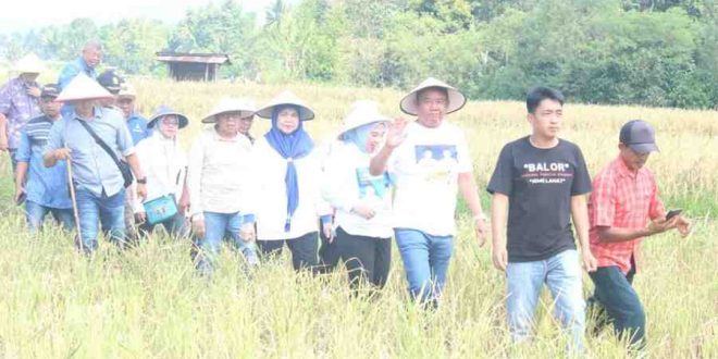 Bakal Calon Wakil Gubernur Sumsel Cik Ujang menghadiri panen Padi Raya di Kabupaten Lahat, Minggu (23/6/2024). Foto: Tim Cik Ujang