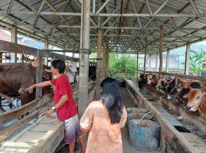 Penjualan hewan kurban di Palembang, Rabu 12/6/2024). Foto: Sumselheadline/Ela.