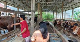 Penjualan hewan kurban di Palembang, Rabu 12/6/2024). Foto: Sumselheadline/Ela.