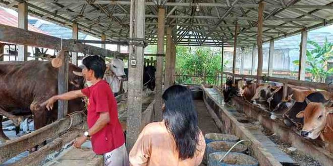 Penjualan hewan kurban di Palembang, Rabu 12/6/2024). Foto: Sumselheadline/Ela.