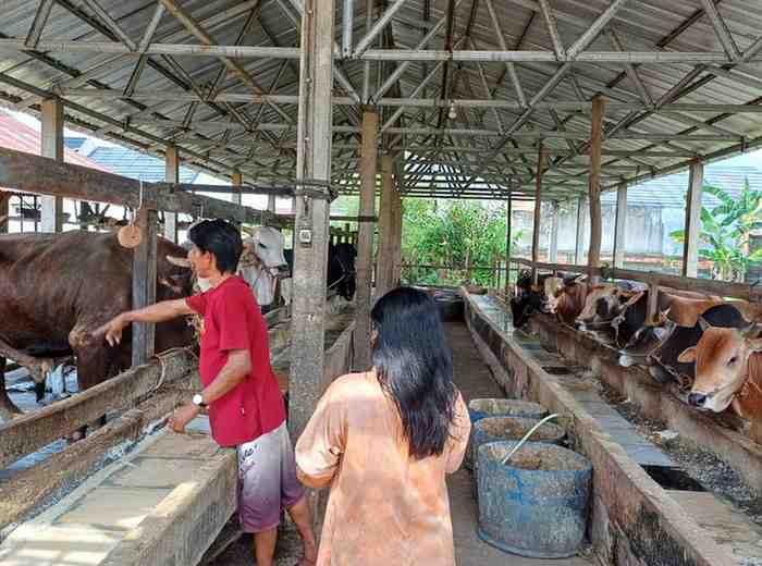 Penjualan hewan kurban di Palembang, Rabu 12/6/2024). Foto: Sumselheadline/Ela.