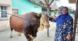 Aprilia bersama si bule, sapi yang terpilih menjadi kurban Presiden Jokowi di Masjid Taqwa pada IdulAdha mendatang, Sabtu (8/6/2024). Foto: Sumselheadline/Pitria.