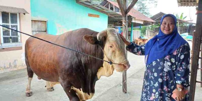Aprilia bersama si bule, sapi yang terpilih menjadi kurban Presiden Jokowi di Masjid Taqwa pada IdulAdha mendatang, Sabtu (8/6/2024). Foto: Sumselheadline/Pitria.