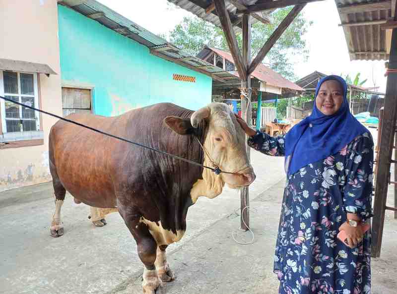 Aprilia bersama si bule, sapi yang terpilih menjadi kurban Presiden Jokowi di Masjid Taqwa pada IdulAdha mendatang, Sabtu (8/6/2024). Foto: Sumselheadline/Pitria.