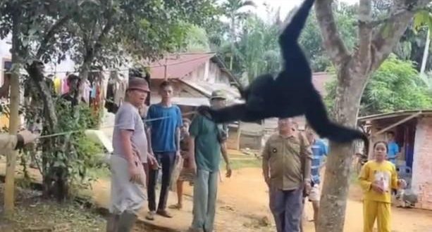 Petugas dan warga menangkap siamang berkeliaran di pemukiman Desa Keramat Jaya, Sungai Keruh, Muba. Foto: Dok Kominfo Muba.