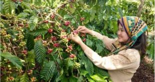 Ilustrasi petani memetik kopi, yang menjadi salah satu produksi yang mendongkrak eknomi Sumsel. Foto: IST.