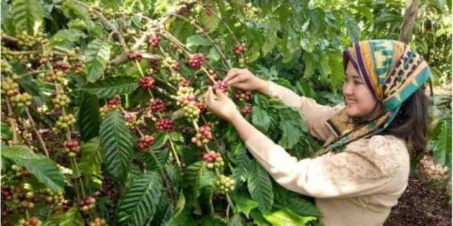 Ilustrasi petani memetik kopi, yang menjadi salah satu produksi yang mendongkrak eknomi Sumsel. Foto: IST.