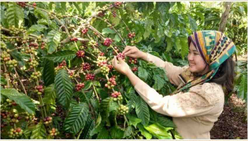Ilustrasi petani memetik kopi, yang menjadi salah satu produksi yang mendongkrak eknomi Sumsel. Foto: IST.